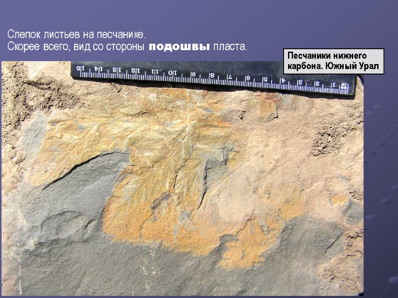 Слепок листьев на песчанике. Скорее всего, вид со стороны подошвы пласта. Песчаники нижнего карбона.